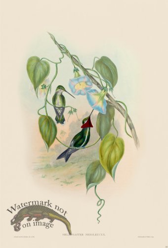 (image for) Gould Hummingbird 262