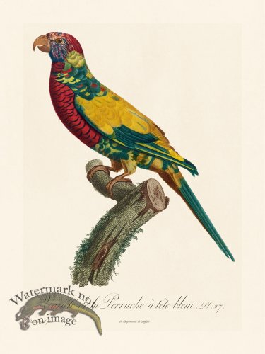 (image for) Barraband Parrot 027
