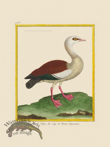 (image for) Martinet Bird 983