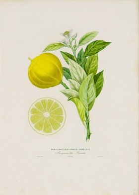 Poiteau Citrus 06