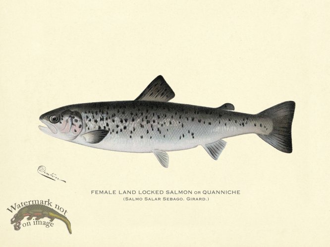 (image for) Salmon - Female Land Locked