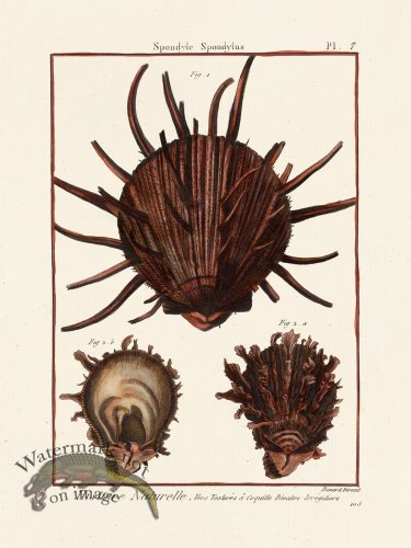 (image for) Diderot Shell 07