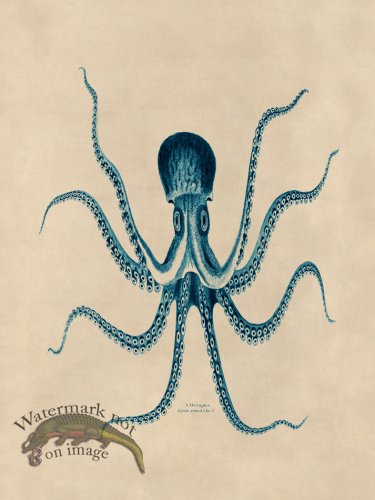(image for) Octopus Teal 24