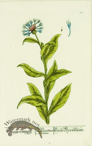 (image for) Blackwell German 041