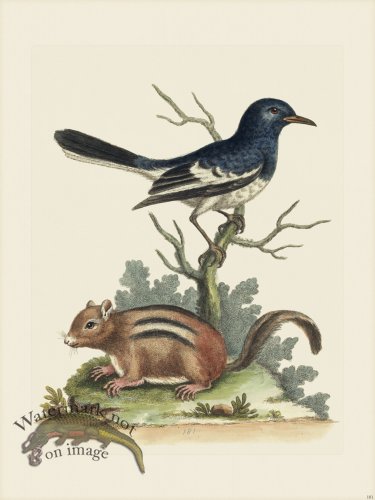 (image for) Edwards 181 Ground Squirrel