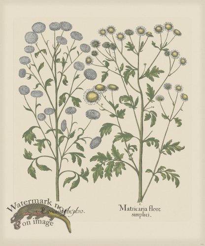 (image for) Besler 210 Colored B2