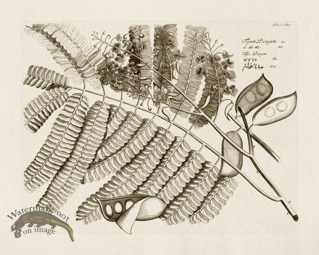 (image for) HORTUS VOl 06 02