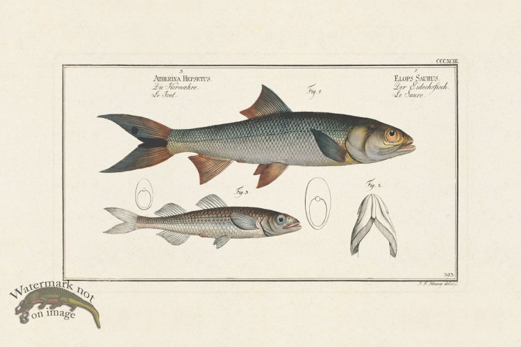 (image for) BLOCH FISH 393