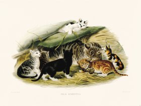 Elliot Cat 42 Domestic Cat