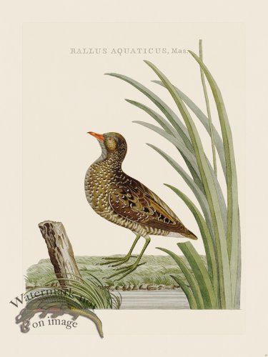 (image for) Nozeman Bird 024