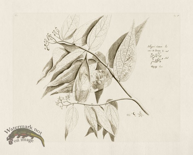 (image for) HORTUS VOL 01 56