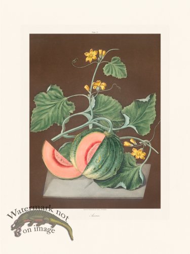 (image for) Brookshaw Fruit 13