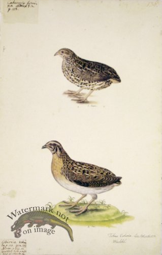 (image for) 136 Swedish Birds . Tetrao Coturnix.Common Quail