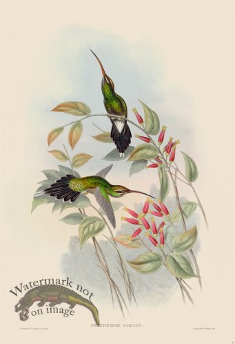 (image for) Gould Hummingbird 027
