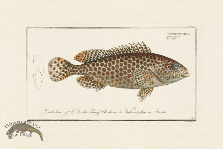 (image for) BLOCH FISH 329