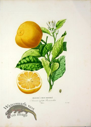 (image for) Des Orangers 12