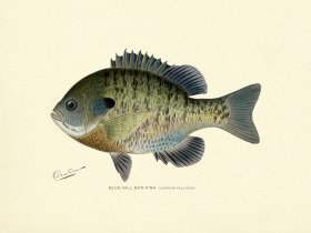 Sunfish - Bluegill