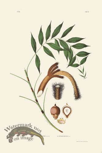 (image for) Rodrigues Palm Front 029