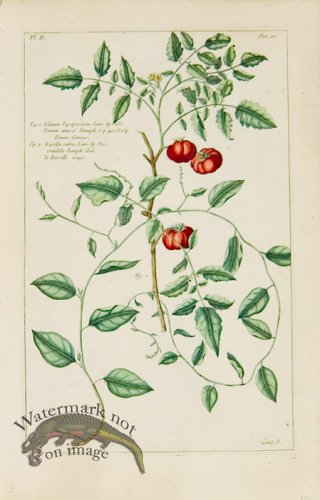 (image for) Buchoz Bot 53