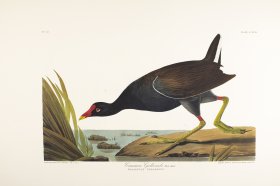 Common Gallinule