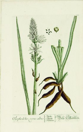 Blackwell German 007