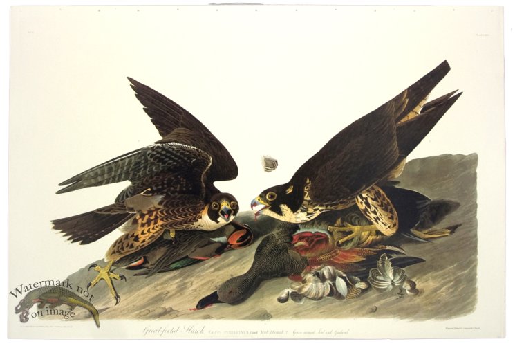 (image for) Great Footed Hawk