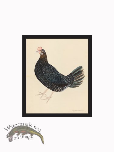 (image for) Rudbeck CFA_BF 29 FARMHEN