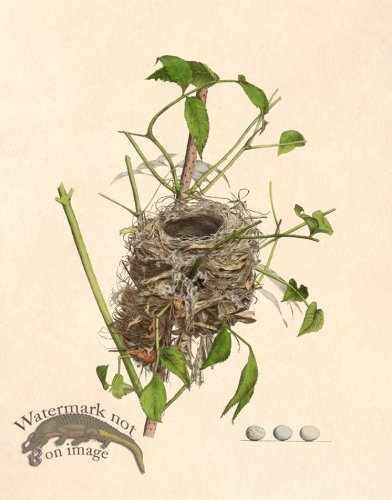 (image for) Eggs of Ohio 004