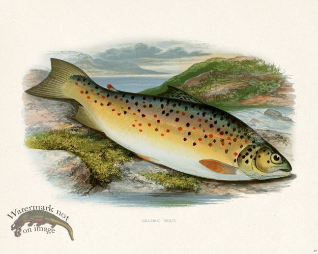 (image for) British FW 29