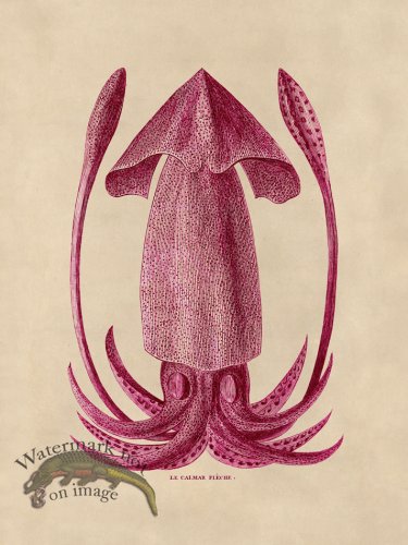 (image for) Octopus Pink 40
