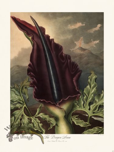 (image for) 23 The Dragon Arum