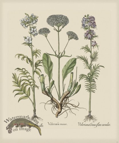 (image for) Besler 260 Colored B2