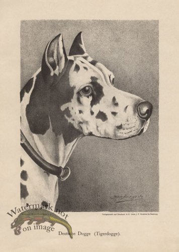 (image for) 1890s Dogs 35