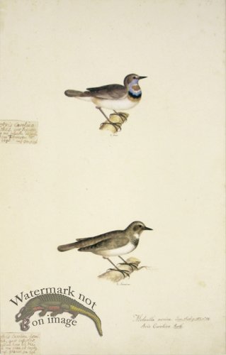 (image for) 59 Swedish Birds.Motacilla Svecica, Bluethroat, M.F