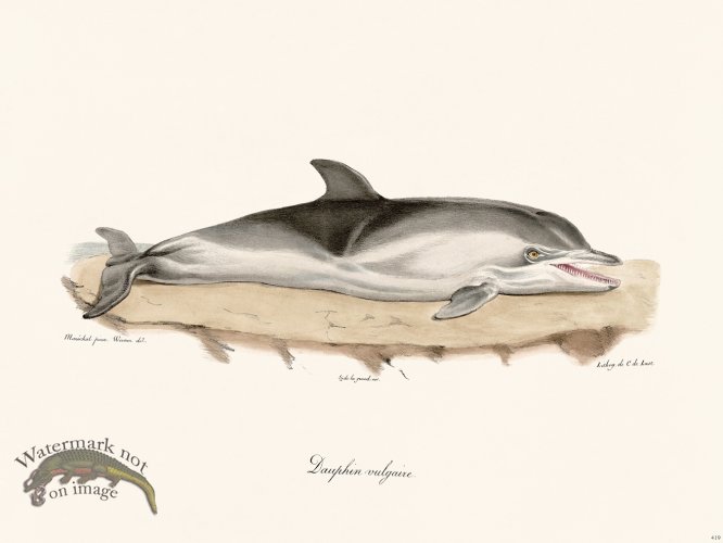 Cuvier 419 Dolphin Vulgar