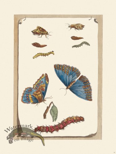 (image for) Merian Metamorphosis 68