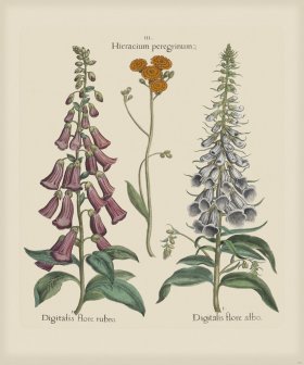 Besler 151 Colored B2