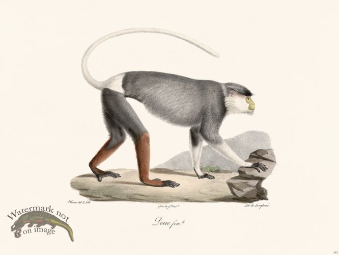 (image for) Cuvier 343 Douc Female