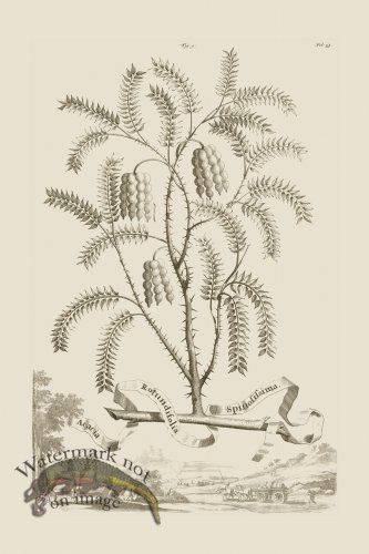 (image for) Abraham Munting 009