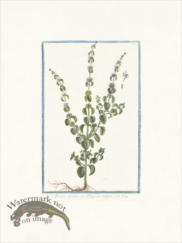 (image for) Bonelli 249 Wild mint