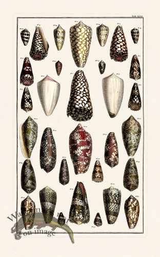 (image for) Seba B2 047