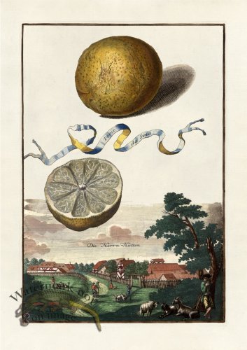 (image for) Volckamer 058