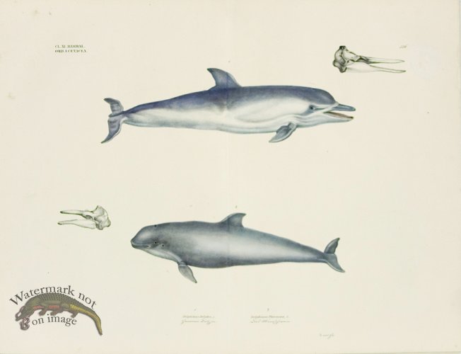 (image for) Goldfuss Short-beaked Common Dolphin and Porpoise