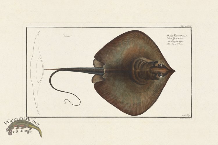 (image for) BLOCH FISH 082