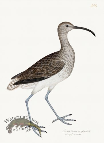 (image for) Rudbeck 208 18x24