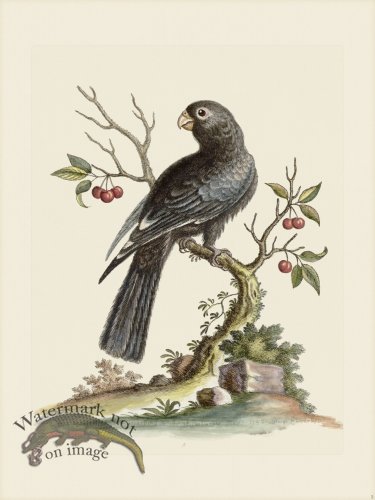 (image for) Edwards 005 Black Parrot