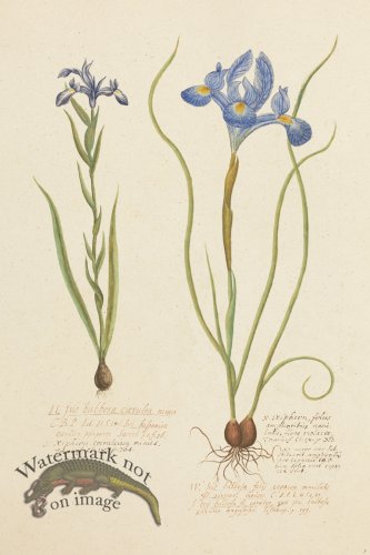 (image for) Blomboken 003