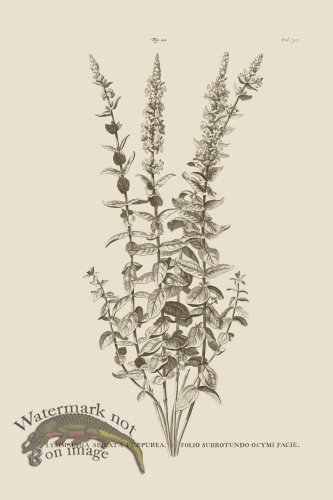 (image for) Abraham Munting 211