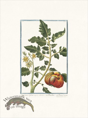 (image for) Bonelli 162 Tomato
