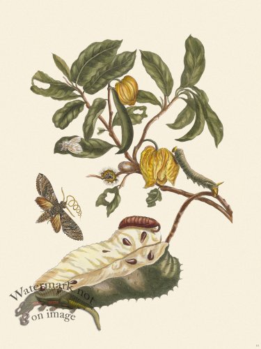 (image for) Merian Metamorphosis 14